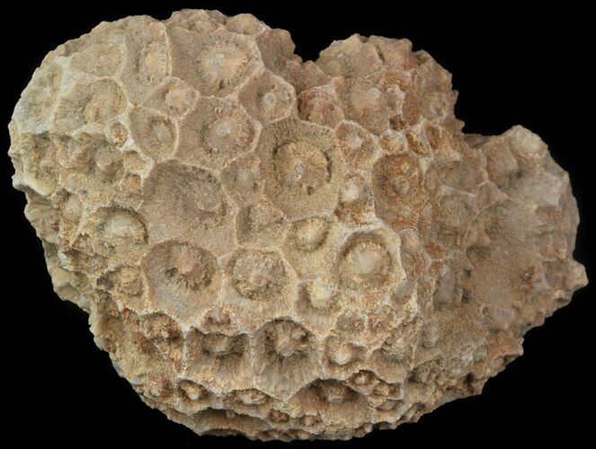 Fossil Coral (Lithostrotionella) Head - Iowa #45061